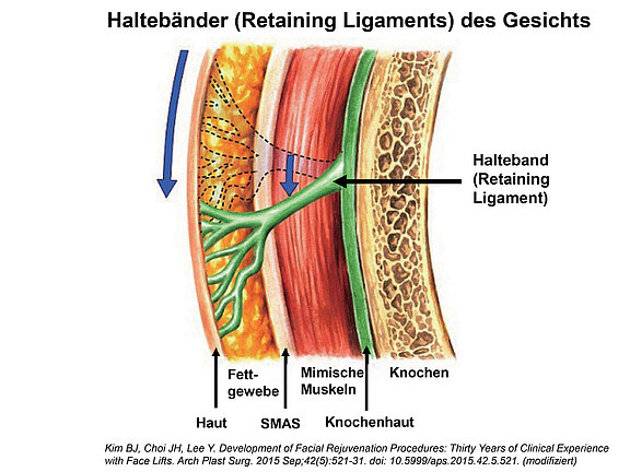 Haltebänder